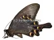 Papilio maackii maackii ( Sommer var. )
