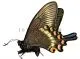 Papilio maackii maackii ( Spring var. ) A2