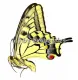 Papilio machaon venchuanus A2