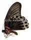 Papilio memnon