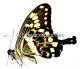 Papilio menestheus
