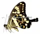 Papilio menestheus