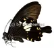 Papilio nephelus chaon