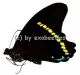 Papilio nireus