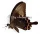 Papilio paris paris