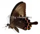 Papilio paris paris