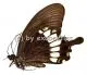 Papilio prexaspes pitmani A2