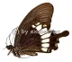 Papilio prexaspes pitmani A2