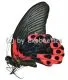 Papilio rumanzovia semperinus ( rote var. ) A2