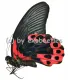 Papilio rumanzovia semperinus ( rote var. )