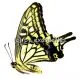 Papilio xuthus xuthus ( Sommer var. ) A2