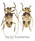 Parabixadus brunneoplagiatus A2