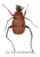 Paratrichius cruentus ( 10 – 14 )