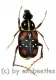 Paratrichius ricchiardii ( 10 – 14 ) A2