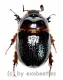 Parisomorphus niger ( 20 - 24 )