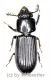 Passalidae spec. #5 ( 25 – 29 )