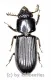 Passalidae spec. #5 ( 25 – 29 )