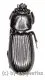 Passalidae spec. #6 A2