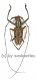 Pelargoderus alcanor thomsoni A2