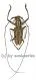 Pelargoderus alcanor thomsoni A2