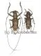 Pelargoderus alcanor thomsoni ( M 20 - 24 )