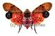 Penthicodes atomaria
