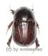 Pentodontini spec. #1 ( 10 - 14 )