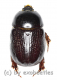 Pentodontini spec. #4 ( 15 - 19 )