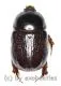 Pentodontini spec. #4 ( 15 - 19 )