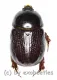 Pentodontini spec. #4 ( 15 - 19 )