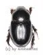 Pentodontini spec. #6 ( 10 - 14 )