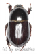 Pentodontini spec. #7 ( 15 - 19 ) A2