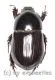 Pentodontini spec. #7 ( 15 - 19 ) A2