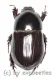 Pentodontini spec. #7 ( 15 - 19 )