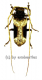 Petrognatha gigas ( 40 – 44 )