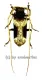 Petrognatha gigas ( 55 – 59 ) A2