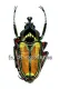 Phaedimus howdeni