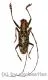 Pharsalia subgemmata ( 20 - 24 )