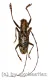 Pharsalia subgemmata ( 30 - 34 )