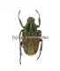 Philistina ( Rhinacosmus ) zebuanus ( 15 - 19 )