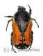 Phonotaenia aequinoctialis ( 10 – 14 )