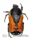 Phonotaenia aequinoctialis ( 10 – 14 ) A2
