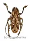 Phryneta coeca ( 25 – 29 )