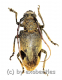 Phryneta leprosa ( M 30 – 34 ) A2
