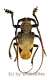 Phryneta leprosa ( M 30 – 34 ) A2