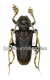 Phrynetopsis trituberculata ( 30 - 34 ) A2