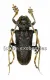 Phrynetopsis trituberculata ( 30 - 34 ) A2