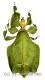 Phyllium bioculatum f.pulchrifolium ( Freak ) #2 ( 80+ )