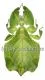 Phyllium bioculatum f.pulchrifolium ( 85 – 89 )