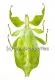 Phyllium celebicum ( 80 – 89 )
